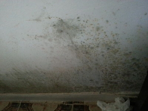 pared negra moho hongos humedad condensacion