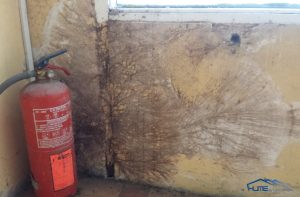 moho sobre pared amarilla